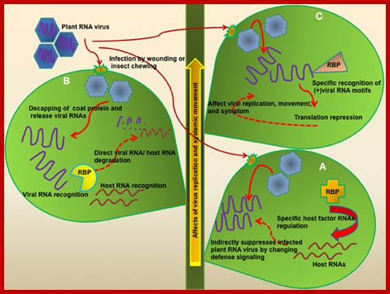 Image result for ToMV RNA