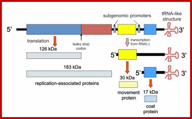 Depiction of the TMV genome and transcription and translation strategy