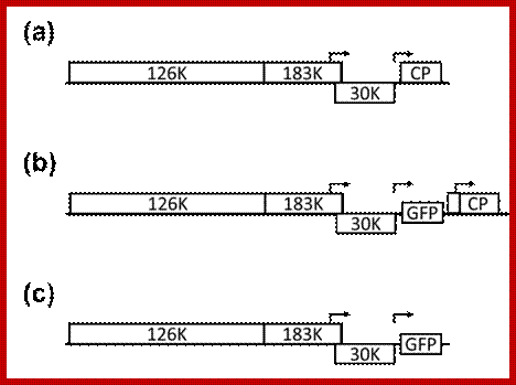 Image result for 5' end cap structure and 3' end of TMV RNA