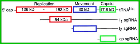 http://www.plantcell.org/content/11/3/301/F1.medium.gif