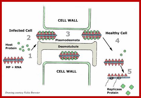 Image result for TMV RNA transmission into plant cells