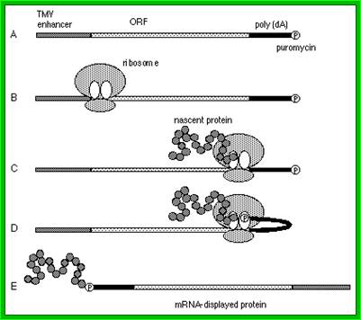 http://media.wiley.com/CurrentProtocols/MB/mb2405/mb2405-fig-0002-1-full.gif