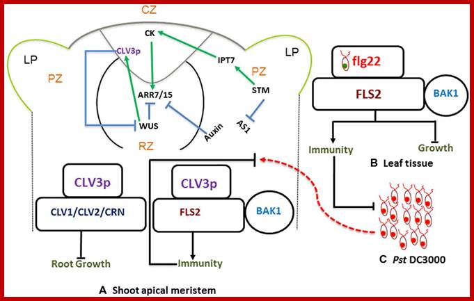 Image result for TMV  virus replication