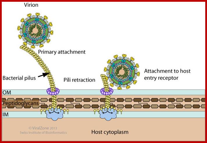 Image result for HIV Viral surface proteins interact with host cell surface proteins