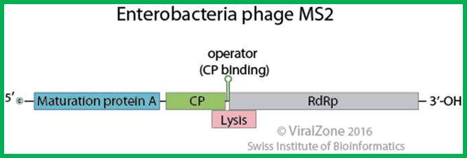 Image result for MS2 an Qbeta viral-Genome