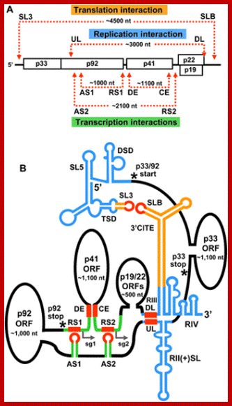 Image result for Qbeta viral RNA (genome)