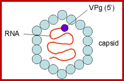 Image result for Picorna viral particles