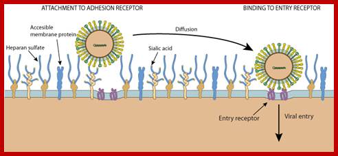 Image result for picornavirus life cycle