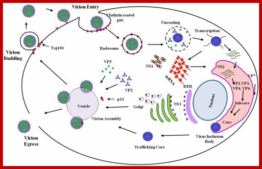 Image result for picornavirus life cycle