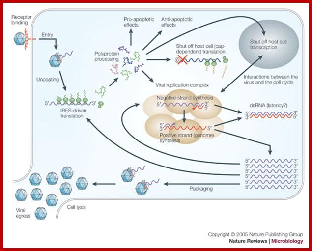 Host and virus determinants of picornavirus pathogenesis and tropism