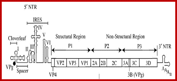 File:Poliovirus genome.png