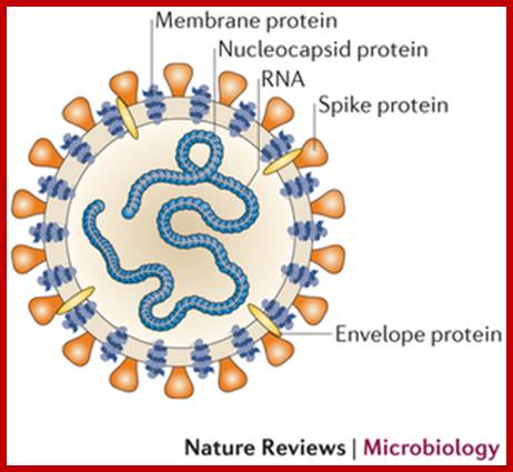 Image result for human coronavirus