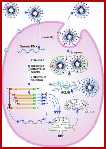 Image result for coronaviral life cycle