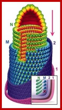 vsv_cryoem