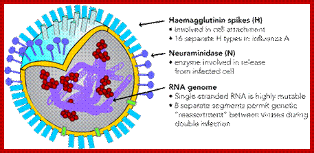 Image result for influenza types Global