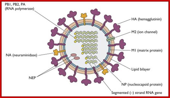 influenza-virion3