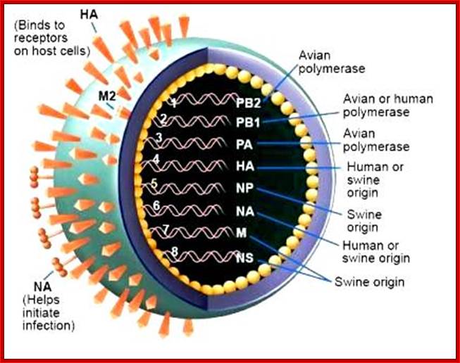 The influenza virus having genes from different species