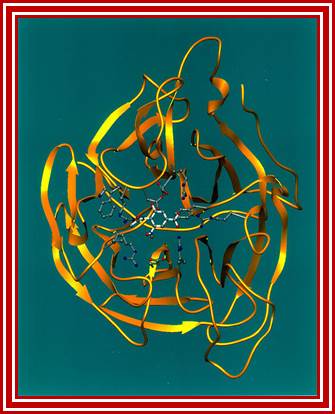 File:Neuraminidase Ribbon Diagram.jpg