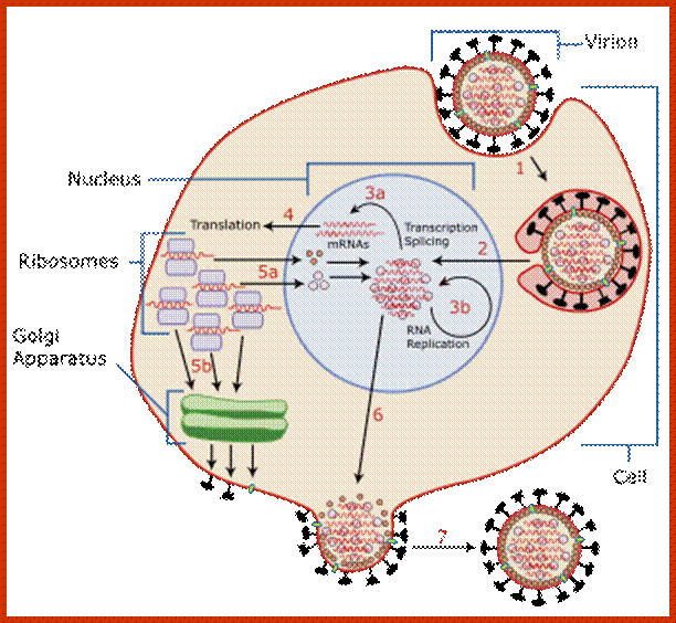 Host cell invasion and replication by the influenza virus. The steps in this process are discussed in the text.