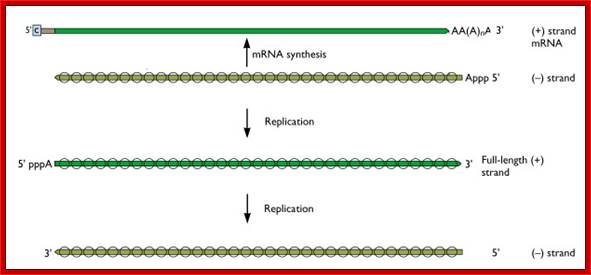 influenza-rna-synthesis