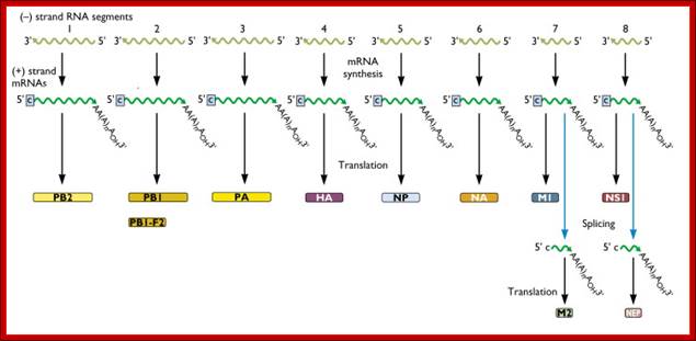 influenza_virus_rna