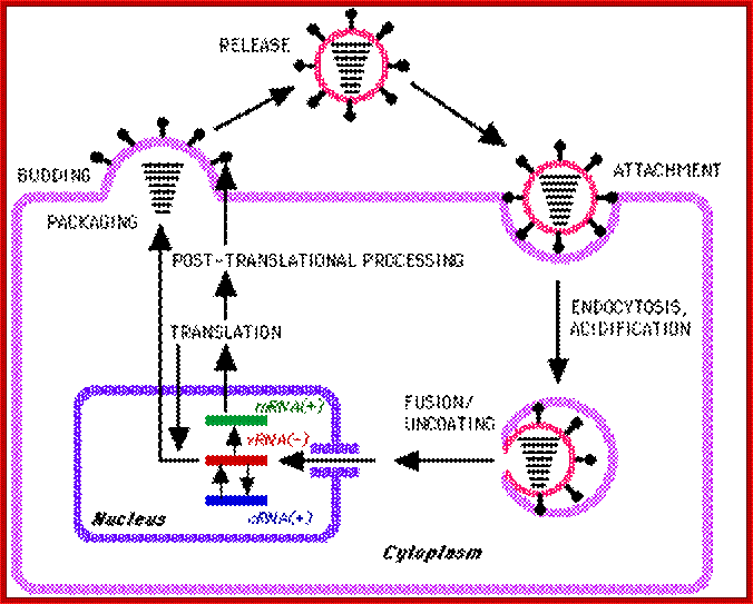 Influenza replication