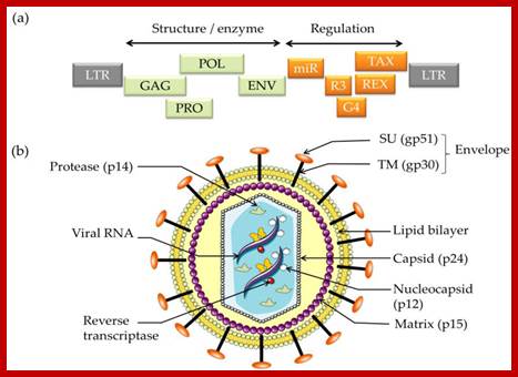 Viruses 07 02929 g001 1024