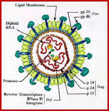 Image result for what is HTLV- virus