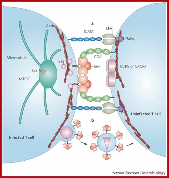 Avoiding the void: cell-to-cell spread of human viruses