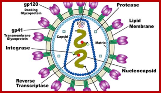 Image result for HIV genomes