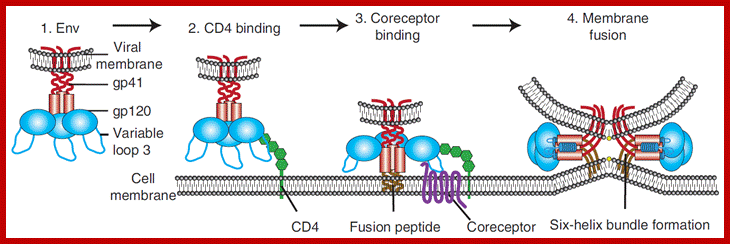 Image result for Cell receptor for HIV viruses