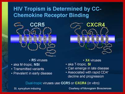 Image result for HIV  tropism