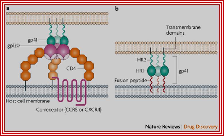 The design of drugs for HIV and HCV