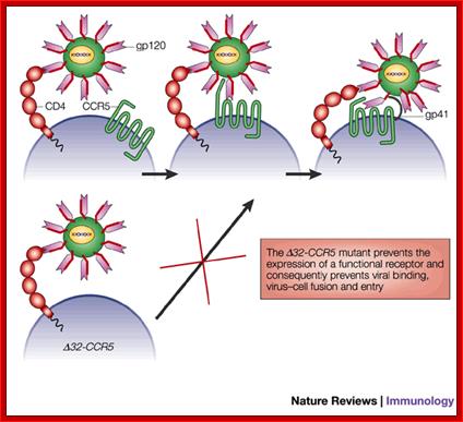 Chemokine receptors: multifaceted therapeutic targets