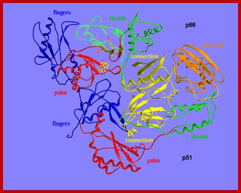 Image result for HIV-reverse transcriptase