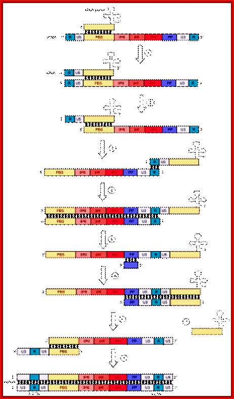 Description: Reverse transcription.svg