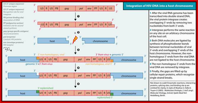 File:HIV genome integration.png