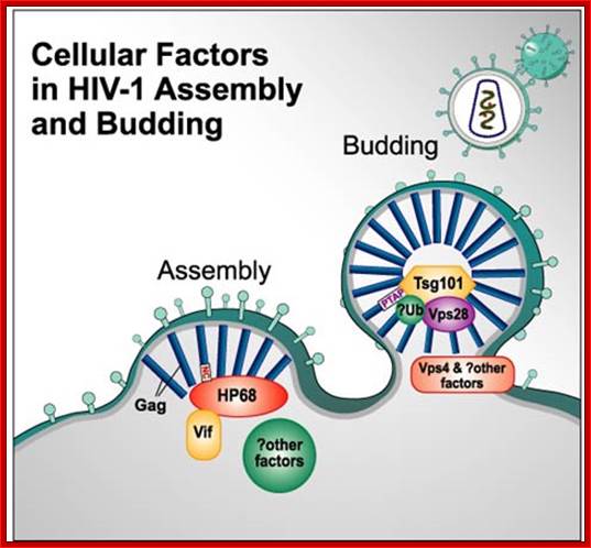 Role of cellular factors in HIV capsid assembly and virus budding