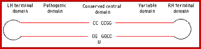 Viroid genome