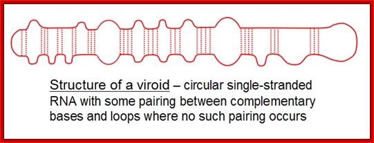 Viroid