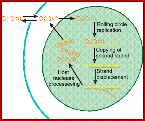 Viroid replication