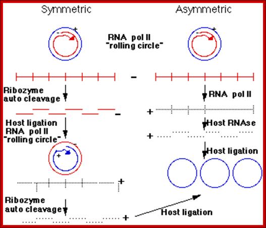 Viroid replication