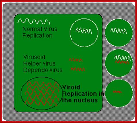 HDV