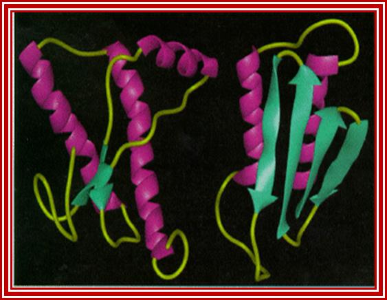 Prion2.gif