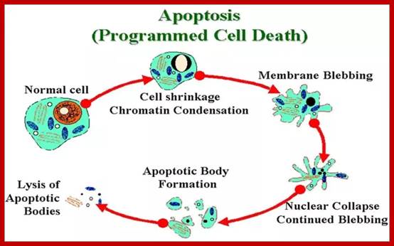 Image result for apoptosis cell