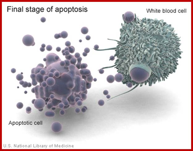 Apoptosis - macrophage.jpg