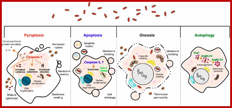 Unfortunately we are unable to provide accessible alternative text for this. If you require assistance to access this image, please contact help@nature.com or the author