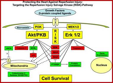 Image result for Apoptosis-signaled by cell surviving signals