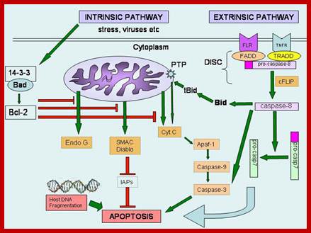 Image result for Apoptosis-sequential events signal from outside to mitochondria