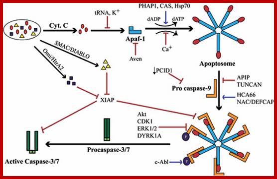 Image result for Apoptosis-released Cyt.C binding to Apaf-1 at the domain called CARD,